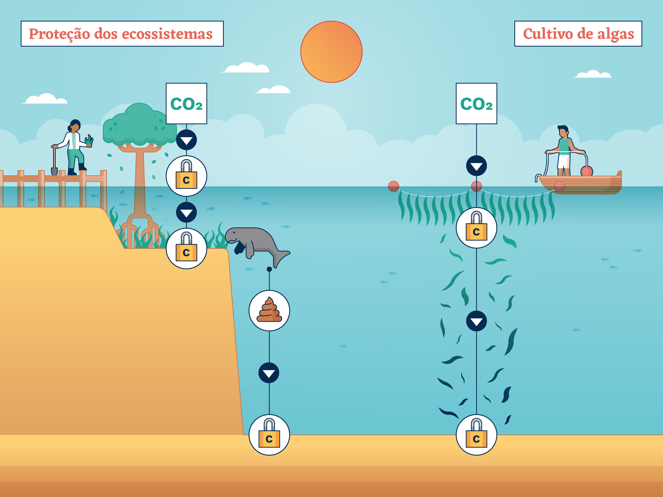 Ecossistemas costeiros como manguezais, pântanos e pradarias marinhas armazenam enormes quantidades de carbono ao reunir sedimentos de matéria orgânica morta.