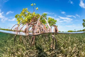 <p>A restauração de ecossistemas costeiros como manguezais e pradarias marinhas pode ajudar a absorver o CO₂ (Imagem: Mathieu Foulquie / Alamy)</p>