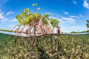 Half-underwater photograph of mangrove trees, branches and leaves above water and roots below