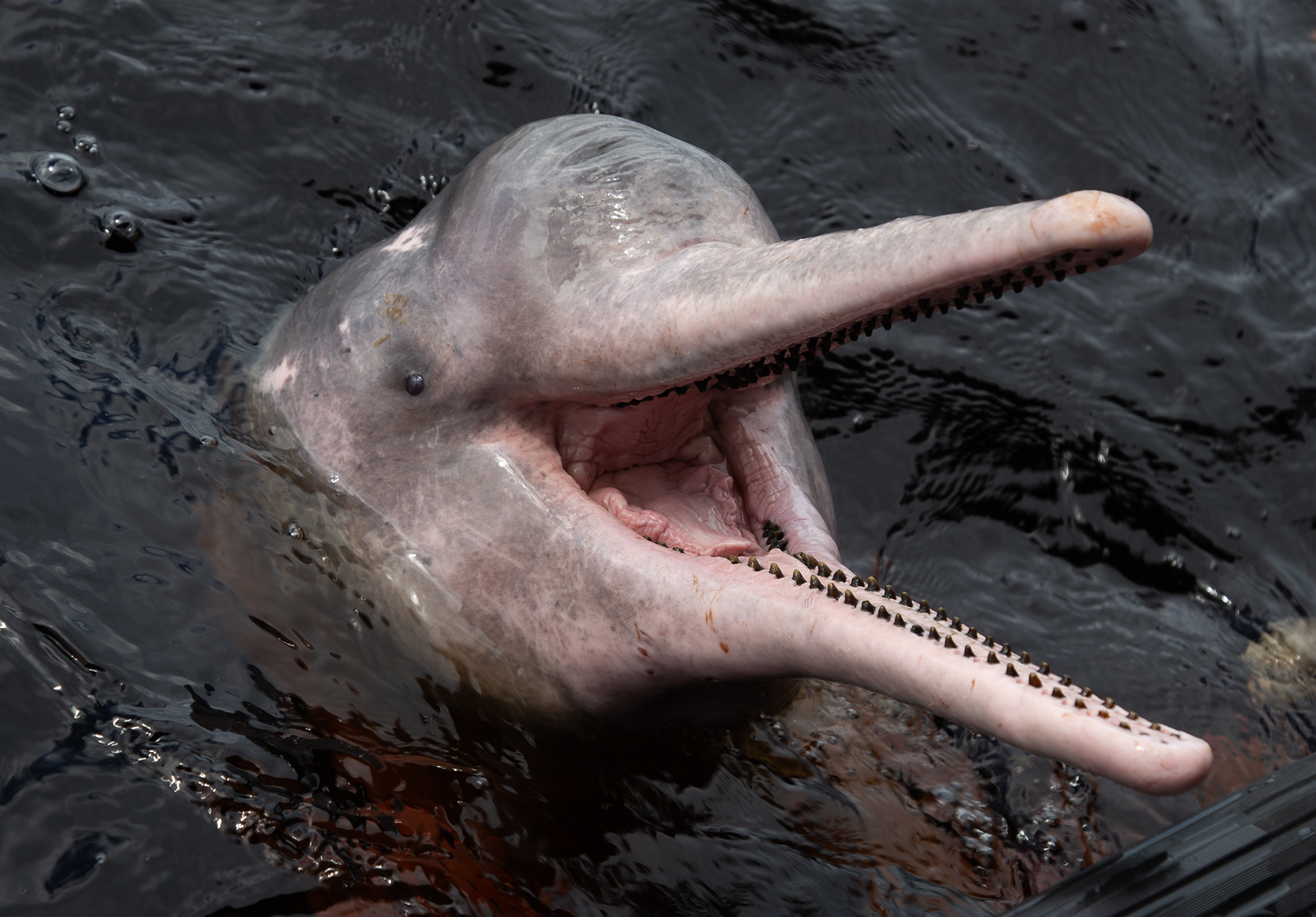 delfín amazónico con su cabeza fuera del agua