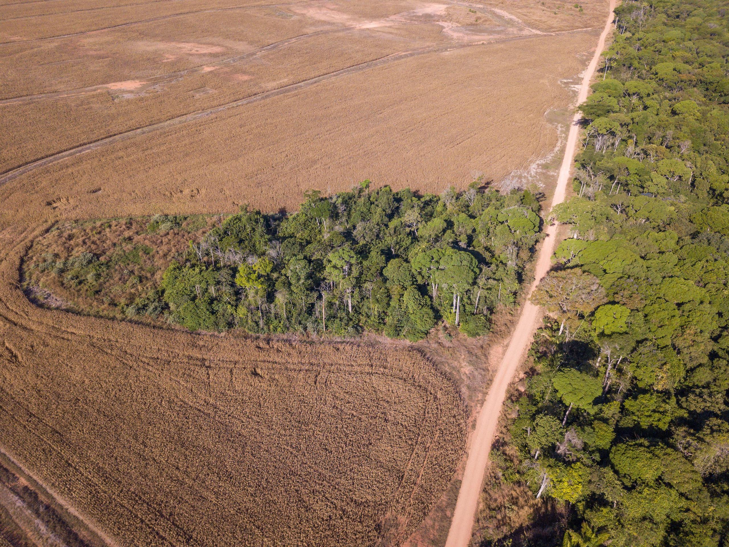Desmatamento ilegal em uma fazenda de soja na Amazônia