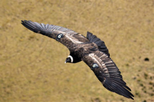 An Andean condor flying in the sky