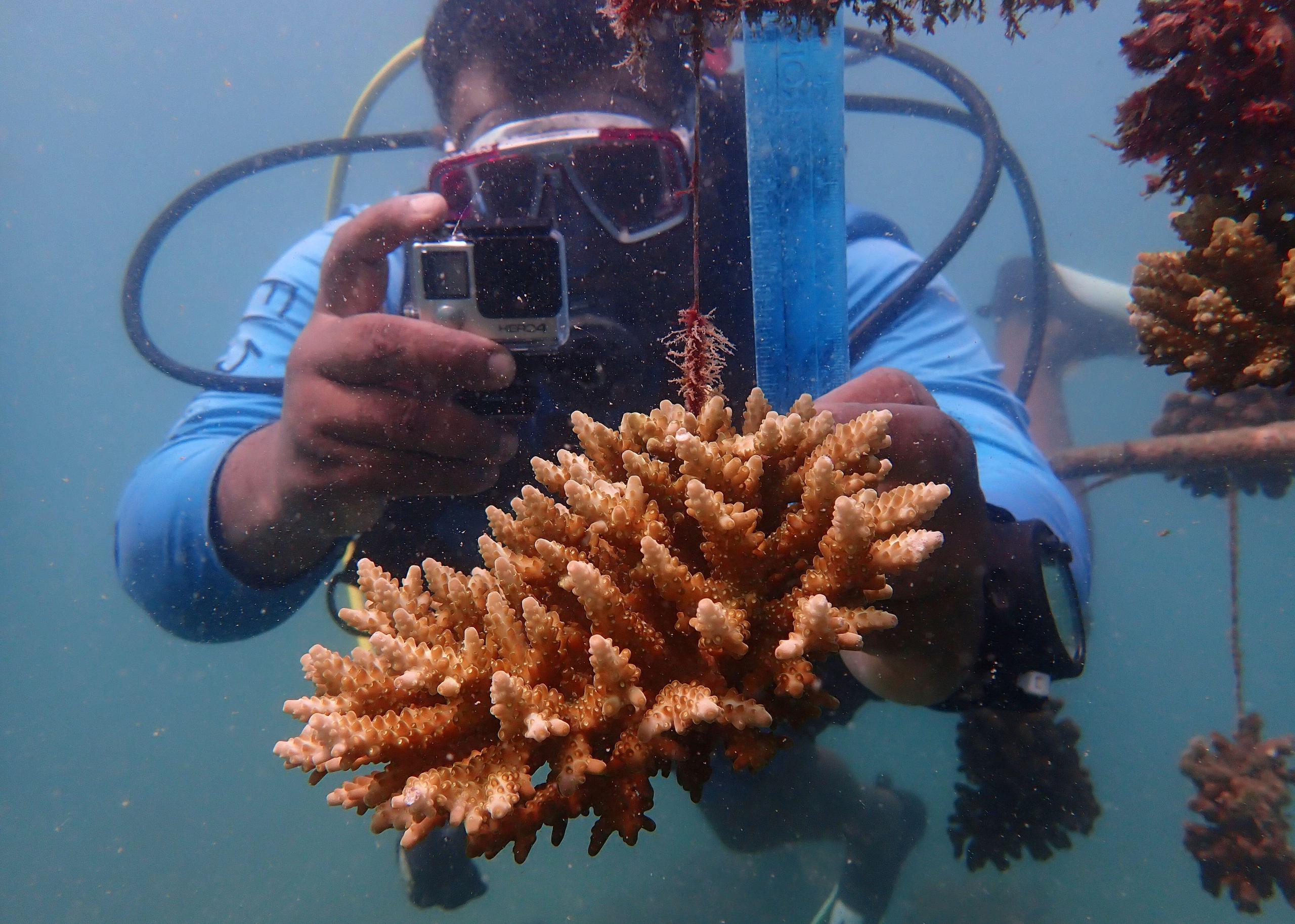 un buzo bajo el mar con un coral en su mano