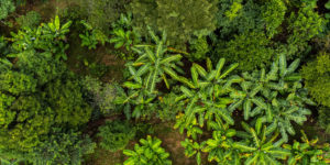 <p>Vista aérea de bananeiras em agrofloresta em Nazaré Paulista, São Paulo, local que o Diálogo Chino visitou em 2023. Os sistemas agroflorestais envolvem o plantio de árvores no interior ou ao redor de pastagens. Também podem ser desenvolvidos em áreas de floresta (Imagem: Lucas Ninno / Diálogo Chino)</p>