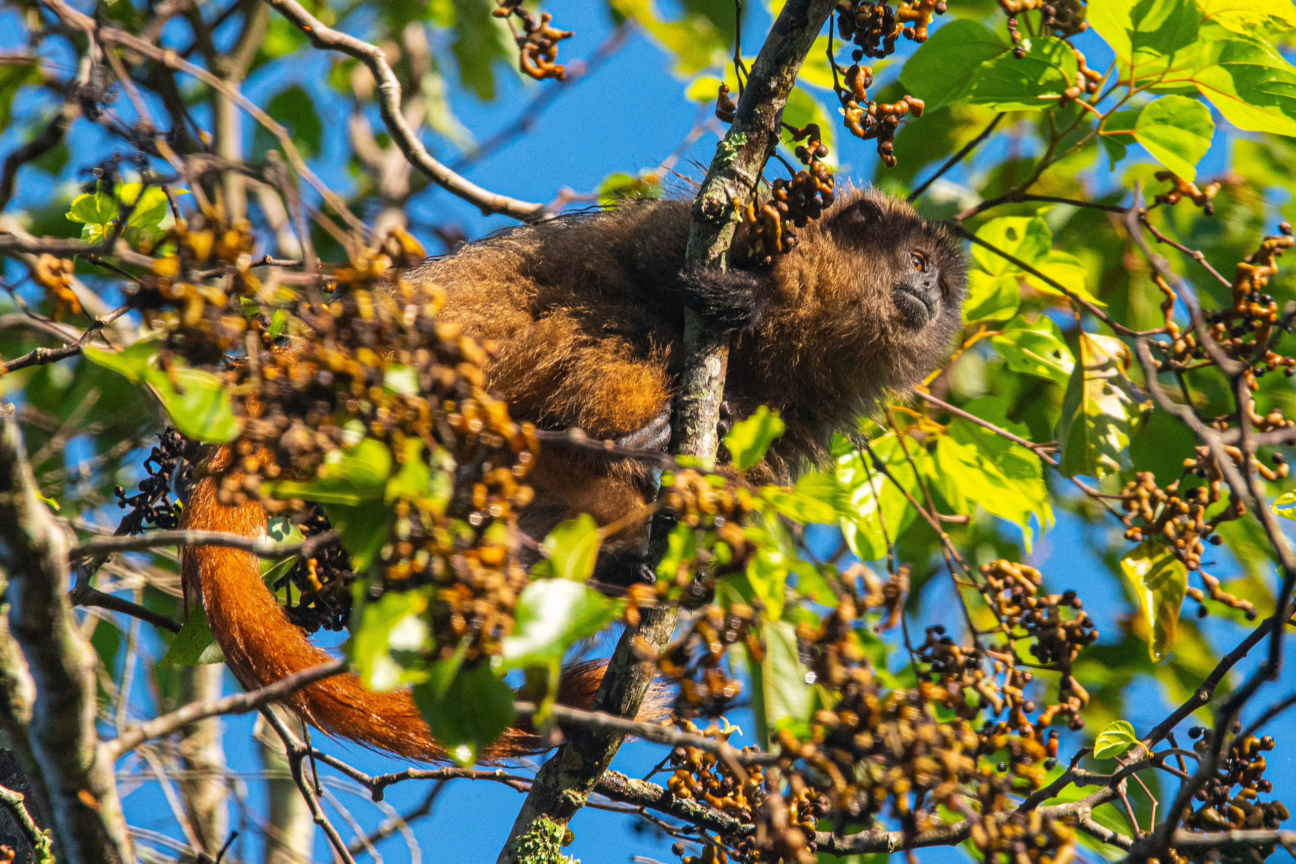 Macaco guigó, nativo da Mata Atlântica, colhe frutas em área reflorestada pelo Instituto de Pesquisas Ecológicas em Nazaré Paulista, estado de São Paulo