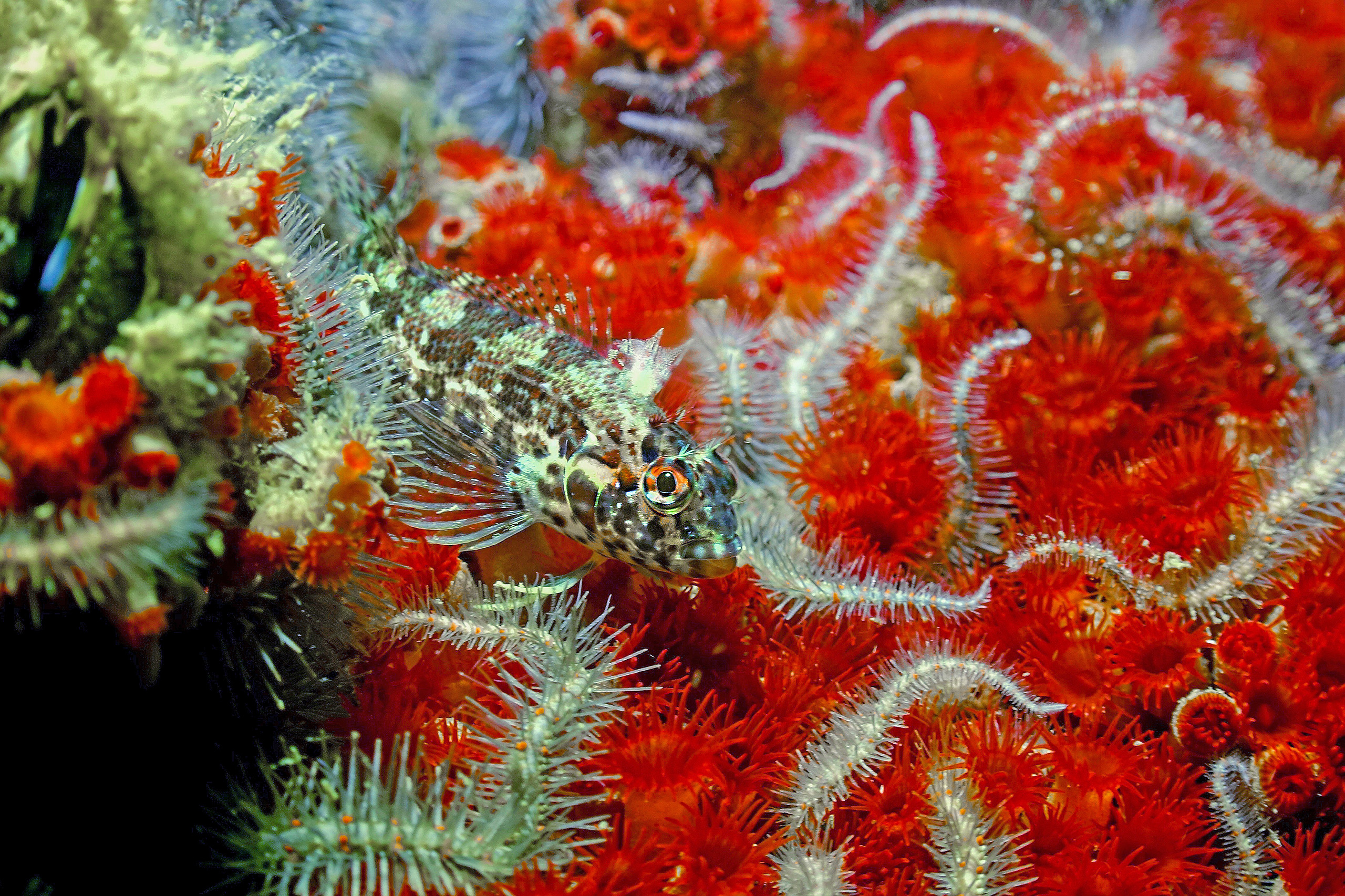 Peixe da espécie Malacoctenus tetranemus nada por anêmonas e estrelas-do-mar sobre um recife de coral