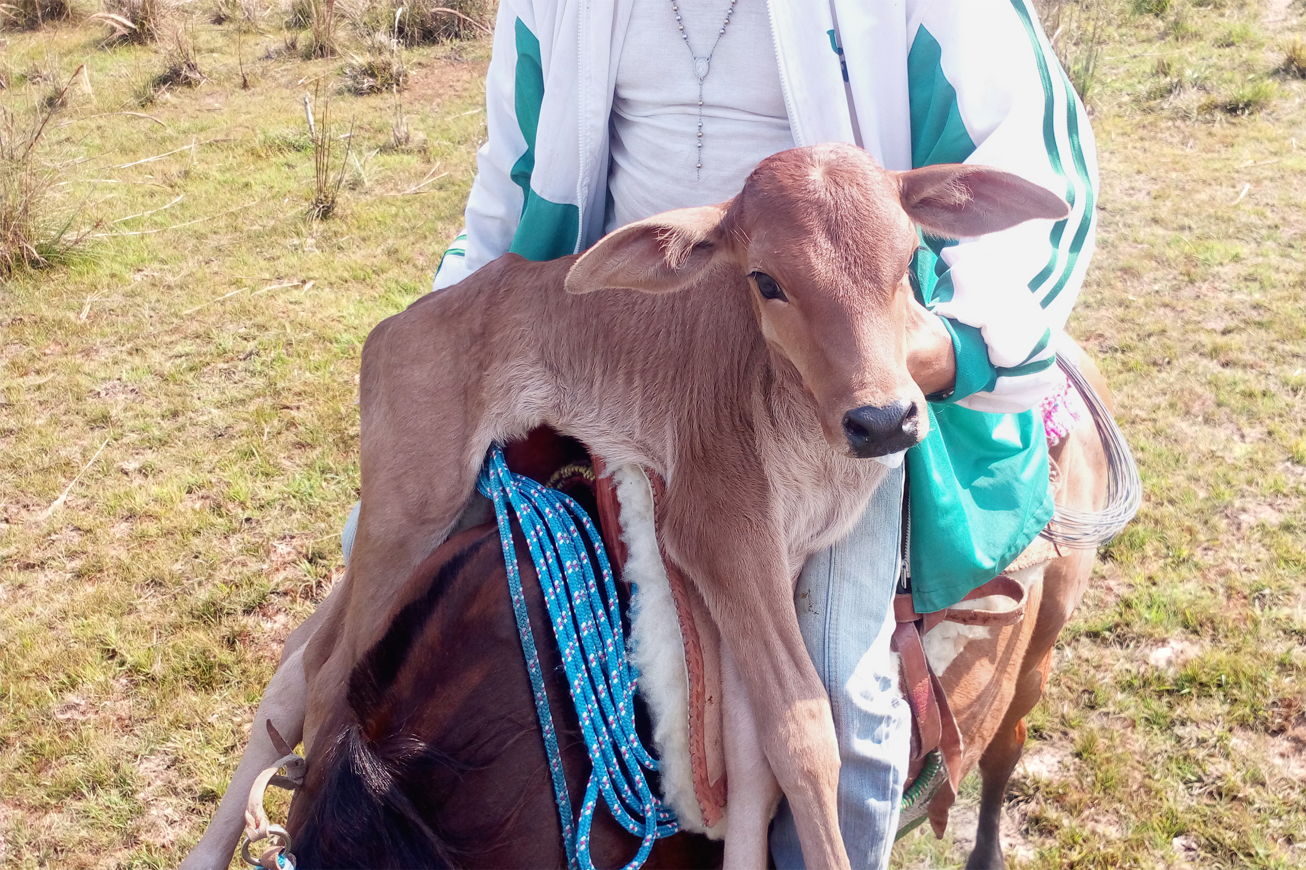 a person holding a calf