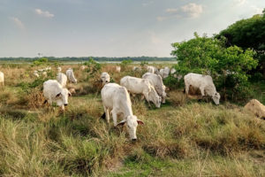 <p>Cattle feeding on pasture in the Barba Azul Reserve, in the Beni department of Bolivia. The reserve in the Bolivian Amazon is experimenting with sustainable grazing practices, within a savanna and wetland ecosystem that has never seen deforestation. (Image: Armonía)</p>