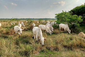 a group of white cows grazing in a field