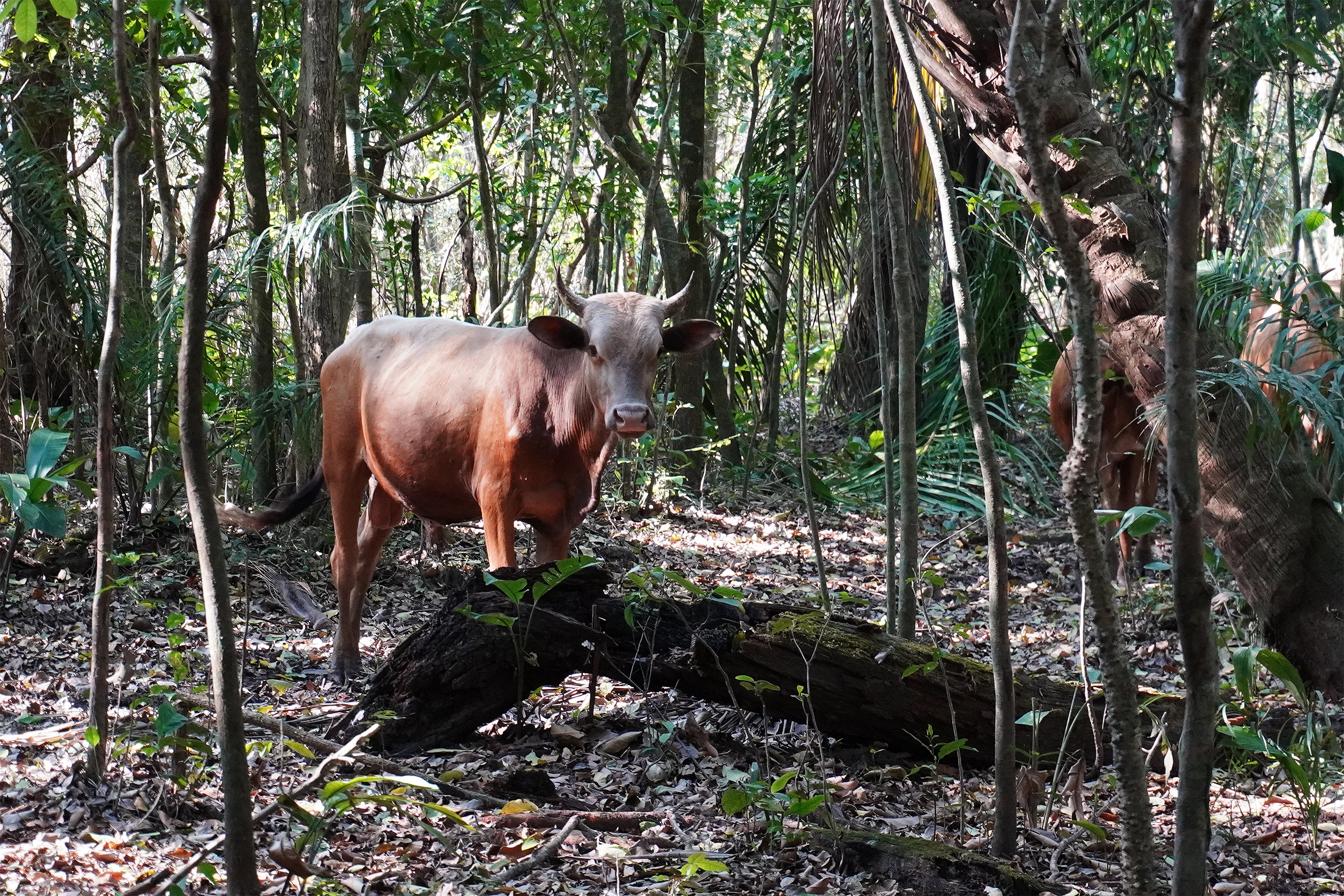 una vaca marrón parada en un bosque