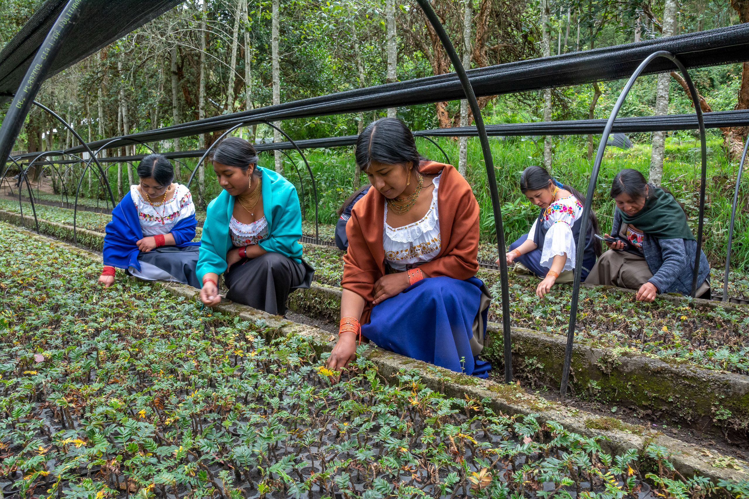 Mulheres monitoram o crescimento de mudas no viveiro de Larcacunga, região de Imbabura, Equador