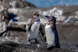 dos pingüinos parados en una roca