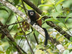 <p>Sagui-de-manto-negro no departamento de Loreto, Peru. Mudanças legislativas aliviaram restrições ao desmatamento, inclusive na Amazônia peruana (Imagem: Michael S. Nolan/Alamy)</p>