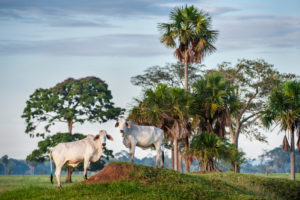 <p>Zebu cattle in Los Llanos, Colombia. The Andean country is expected to start exporting beef to China during the first quarter of 2024. (Image: Nick Garbutt / Alamy)</p>