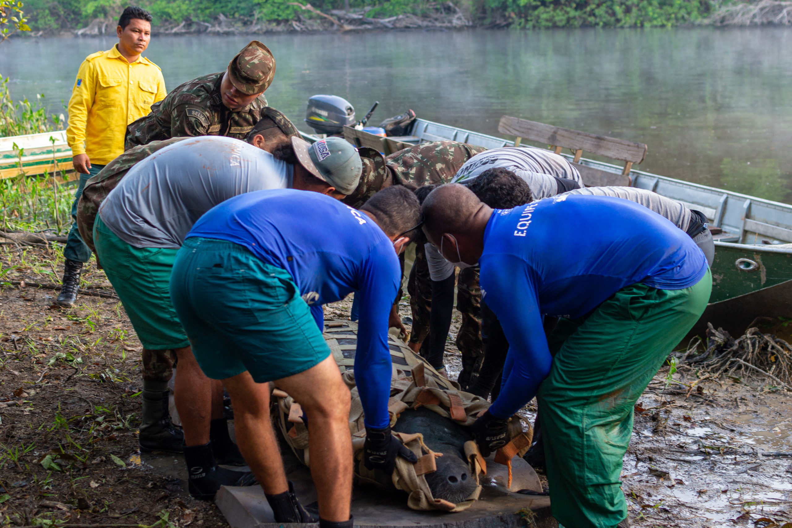 Agentes do Ibama liberam peixe-boi de volta ao seu habitat natural no Pará
