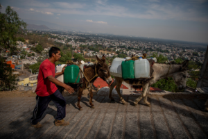 Hombre caminando al lado de dos burros que cargan galones de agua