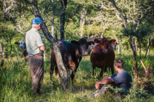 Dos ganaderos y un grupo de vacas de pie en una zona cubierta de pasto.
