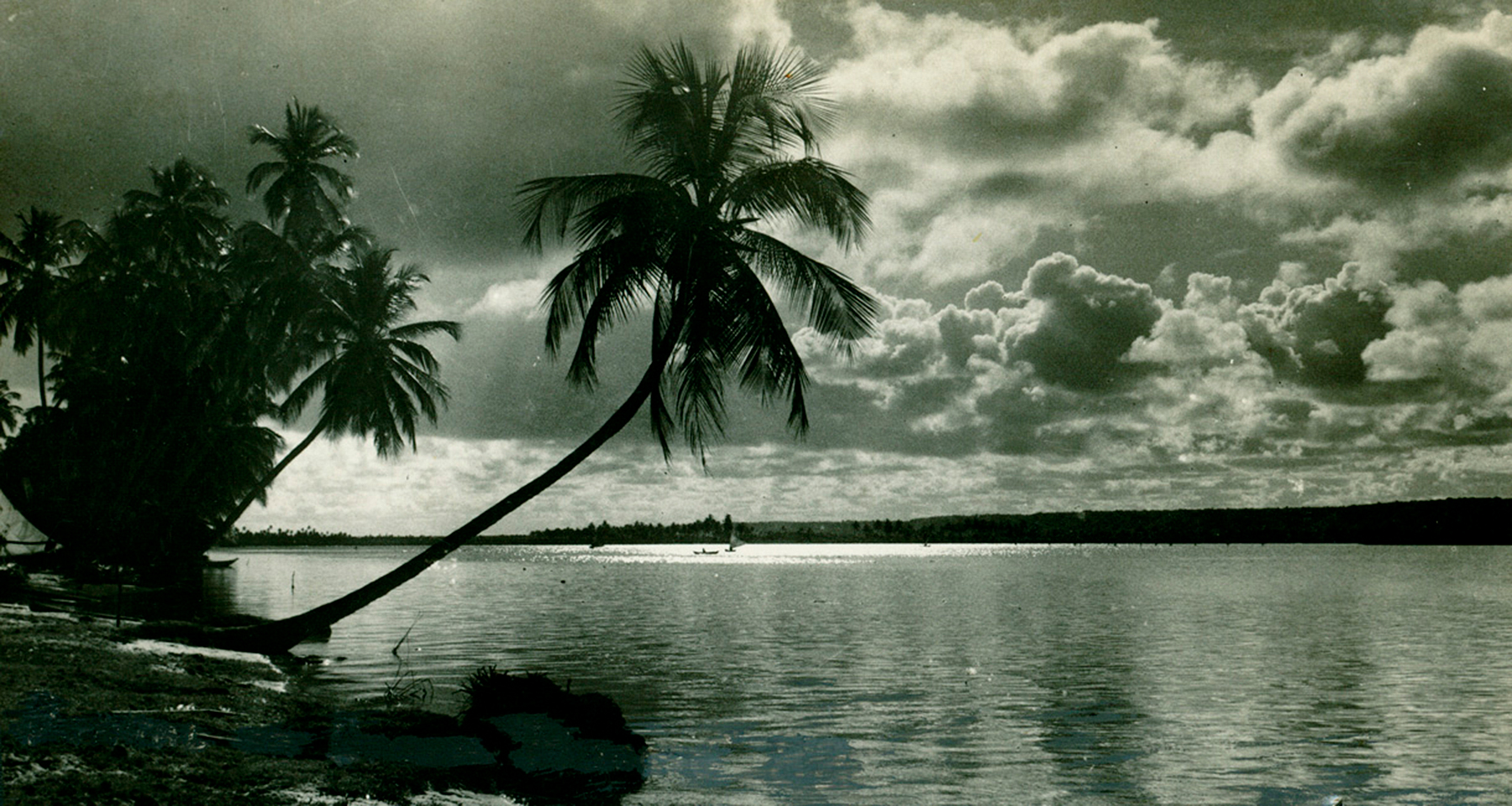 imagen en escala de grises de palmeras inclinadas sobre el agua